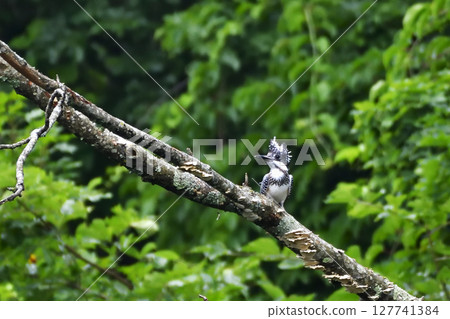 A kingfisher standing on a tree by a river in the forest 127741384