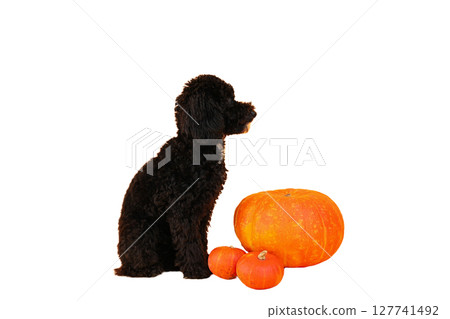 Black dog is positioned beside pumpkins, isolated on white, PNG 127741492