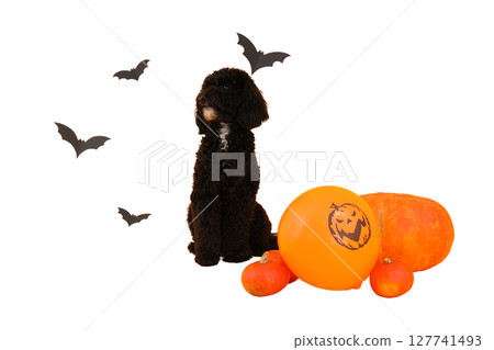Dog among Halloween pumpkins, balloons, isolated on white, PNG Dog among Halloween pumpkins, balloons, isolated on white, PNG 127741493