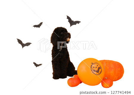 Black dog sits beside pumpkins and a balloon, isolated on white, PNG 127741494