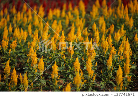 Celosia argentea or Plumped Cockscomb flowers, colorful flowerbed of woolflower. 127741671