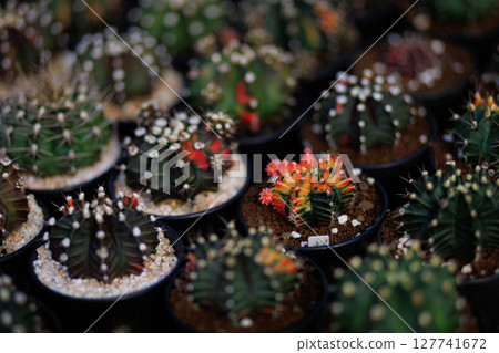 Gymnocalycium mihanovichii cactus in cactus farm house, Scientific name: Gymnocalycium mihanovichii Gymnocalycium mihanovichii cactus in cactus farm house, Scientific name: Gymnocalycium mihanovichii 127741672