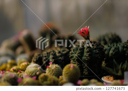 Beautiful cactus flower ,close up red cactus flower , Red flower of a gymnocalycium baldianum cactus in small pot on natural background 127741673