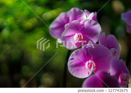 Close up of pink moon orchids (phalaenopsis amabilis) flowers in bloom 127741675