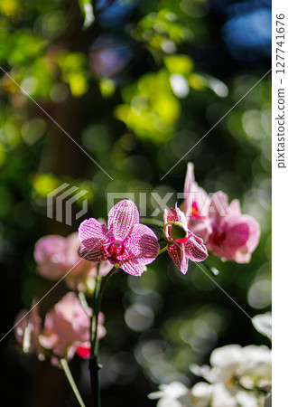 Close up of pink moon orchids (phalaenopsis amabilis) flowers in bloom 127741676