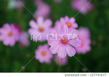 Cosmos flowers blooming in garden,pink cosmos flower blooming in the field,Pink Cosmos bipinnatus or Mexican aster. Cosmos flowers blooming in garden,pink cosmos flower blooming in the field,Pink Cosmos bipinnatus or Mexican aster. 127741677
