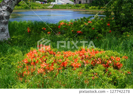 Shiga Kogen in early summer Hasuike Shiga Kogen in early summer Hasuike 127742278