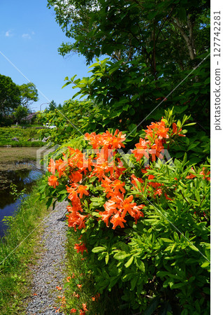 初夏的志賀高原蓮池 初夏的志賀高原蓮池 127742281