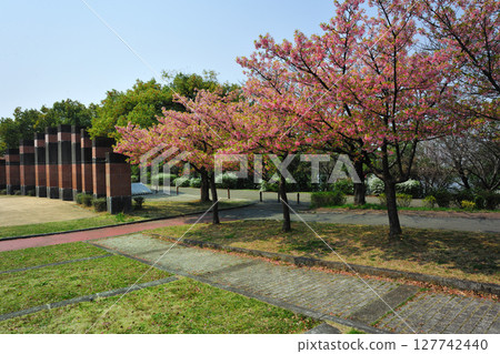 戶田川綠地的河津櫻花 127742440