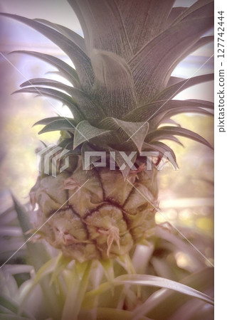 Pineapple plant with ripe and unripe fruits in greenhouse, vibrant tropical foliage and natural growth close-up 127742444