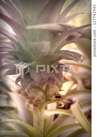 Pineapple plant with ripe and unripe fruits in greenhouse, vibrant tropical foliage and natural growth close-up 127742445