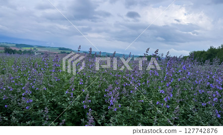 The beautiful views in Hokkaido The beautiful views in Hokkaido 127742876