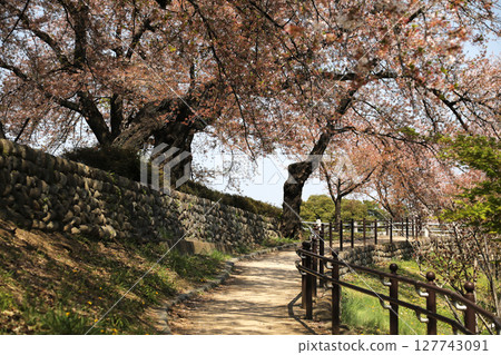 盛開的櫻花隧道和路徑 127743091