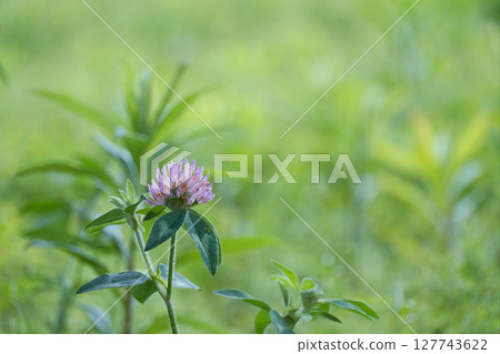 White clams blooming in the field White clams blooming in the field 127743622