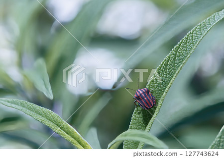 A red-striped stink bug resting on a leaf A red-striped stink bug resting on a leaf 127743624
