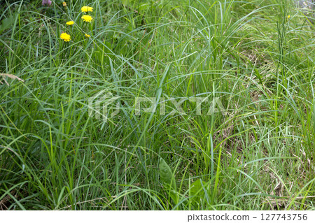 雜草, 草, 花園, 荒地, 野草, 空地, 植物, 綠色, 葉子, 大自然, 草原, 割草, 草坪修剪 雜草, 草, 花園, 荒地, 野草, 空地, 植物, 綠色, 葉子, 大自然, 草原, 割草, 草坪修剪 127743756