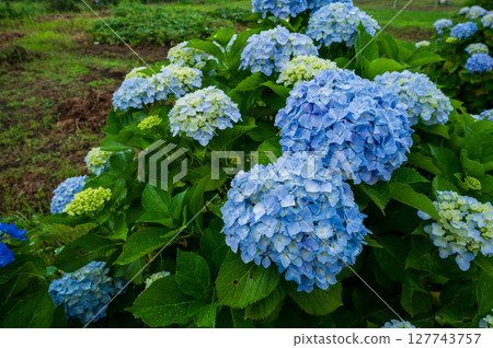 雨季花卉：大葉繡球花（藍色） 127743757
