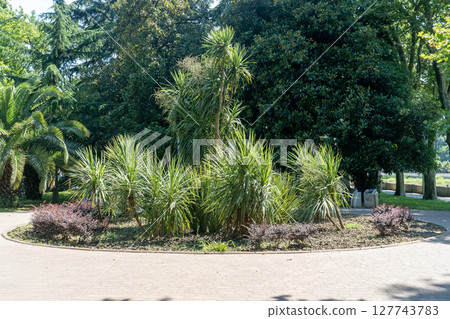 Young palm trees on a round lawn in the middle of an alley in a park. 127743783