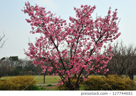 Kawazu cherry blossoms at Toda River Green Space 127744681