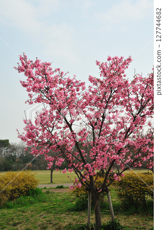 Kawazu cherry blossoms at Toda River Green Space 127744682