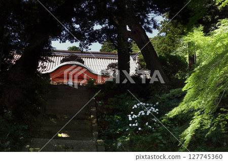 Romantic Ibaraki (The main hall of Shiio-san Yakuo-in Temple in Makabe, Sakuragawa City. It conveys 1200 years of history on the slopes of Mount Tsukuba.) 127745360