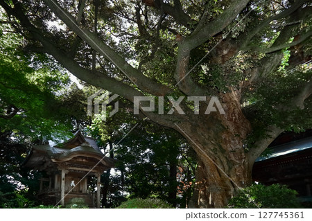 Romantic Ibaraki (In ancient times, the sea extended all the way to the base of Mount Tsukuba, and the warm climate allowed a colony of stachys to remain at Shiio-san Yakuo-in Temple.) 127745361