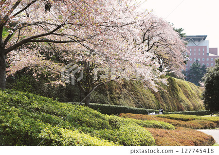 Cherry blossoms in full bloom bathed in the spring sunshine Cherry blossoms in full bloom bathed in the spring sunshine 127745418