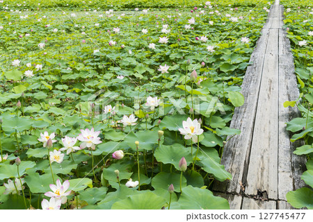 蓮花池，蓮花盛開，有一座橋 127745477