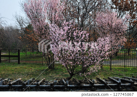 Cherry blossoms at Toda River Green Space 127745867
