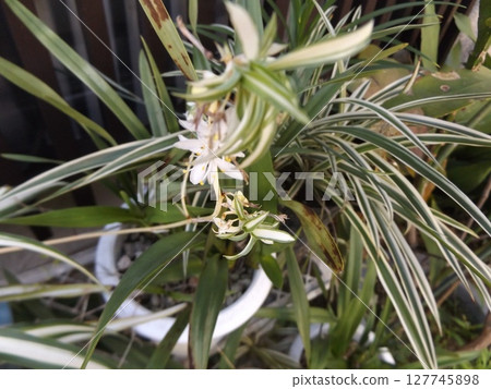 Cute white flowers of the spider plant 127745898
