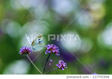 菜粉蝶吸食馬鞭草花蜜 127745998