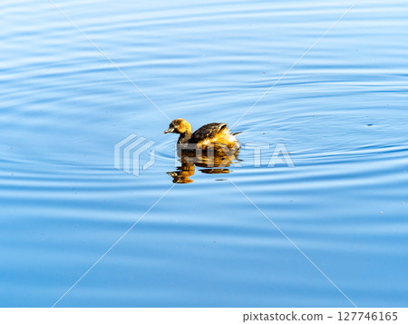 A little grebe swimming on the calm waters of early spring A little grebe swimming on the calm waters of early spring 127746165