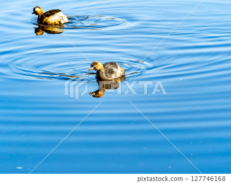 A little grebe swimming on the calm waters of early spring A little grebe swimming on the calm waters of early spring 127746168