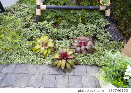 Colorful plant leaves of Bromeliad in the garden.  127746170