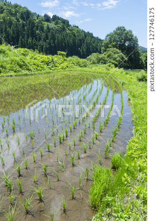 鳥取縣若狹町若狹山梯田插秧後的風景 127746175