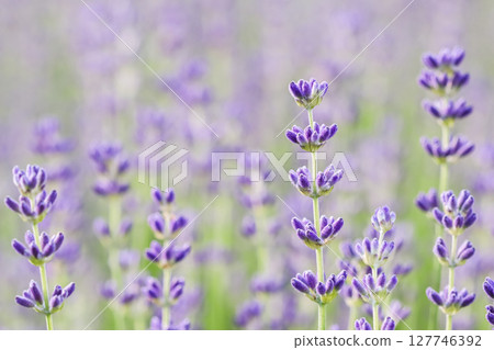 Lavender flowers blooming in the garden with blurred background on a summer day Lavender flowers blooming in the garden with blurred background on a summer day 127746392