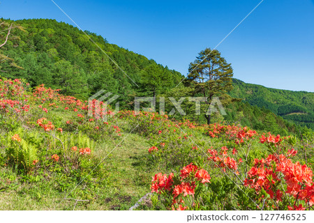 Yu no Maru高原的遠古杜鵑花 127746525