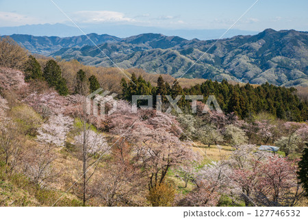 Mountain cherry blossoms as seen from the observation deck at Minoyama Park Mountain cherry blossoms as seen from the observation deck at Minoyama Park 127746532