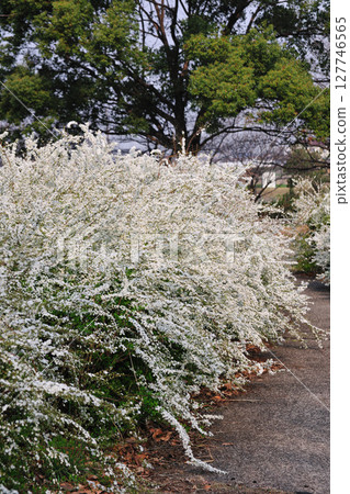 Spiraea ulmoides in Toda River Green Space 127746565