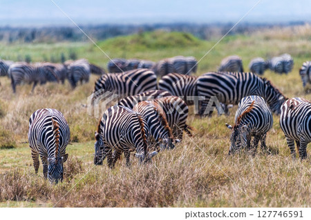 Zebra in the Ngorogoro Crater 127746591