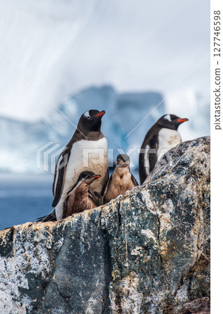 Gentoo Penguin Colony at Sierra Cove Gentoo Penguin Colony at Sierra Cove 127746598