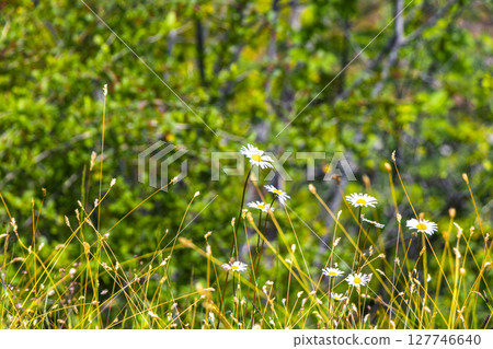 Daisies camomile and other meadow flowers in green grass Austria. Daisies camomile and other meadow flowers in green grass Austria. 127746640