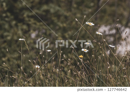 Daisies camomile and other meadow flowers in green grass Austria. 127746642