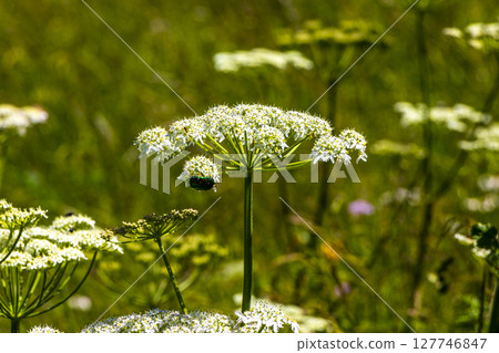 Green rose chafer beetle insect on flower in Tyrol Austria. 127746847