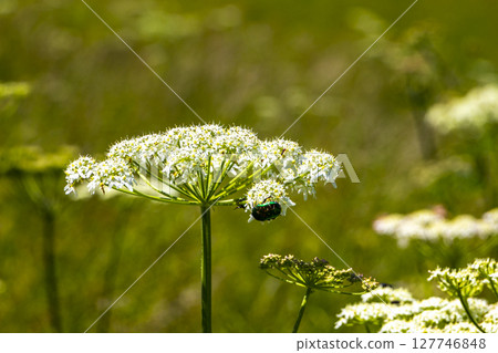 Green rose chafer beetle insect on flower in Tyrol Austria. Green rose chafer beetle insect on flower in Tyrol Austria. 127746848