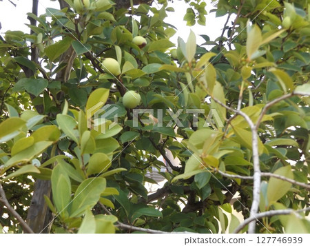Still immature quince fruit 127746939