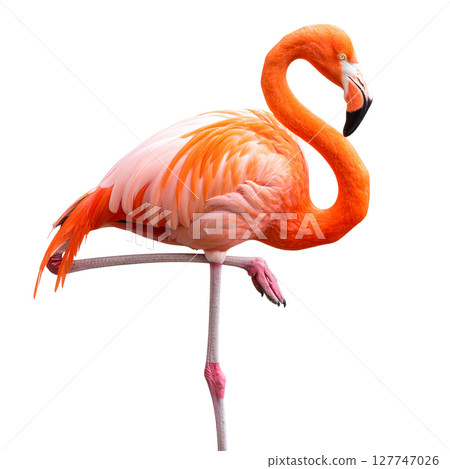 Beautiful pink flamingo bird with long neck and feathers, standing isolated on a white background 127747026