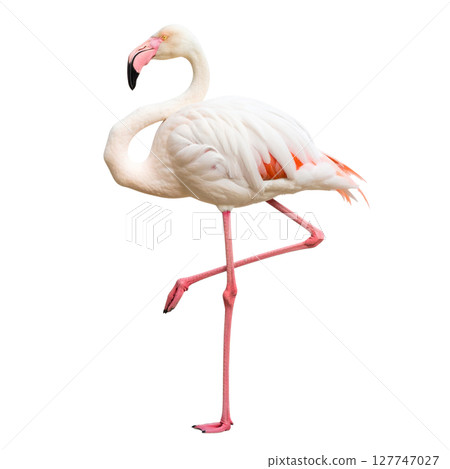 Beautiful pink flamingo bird with long neck and feathers, standing isolated on a white background Beautiful pink flamingo bird with long neck and feathers, standing isolated on a white background 127747027