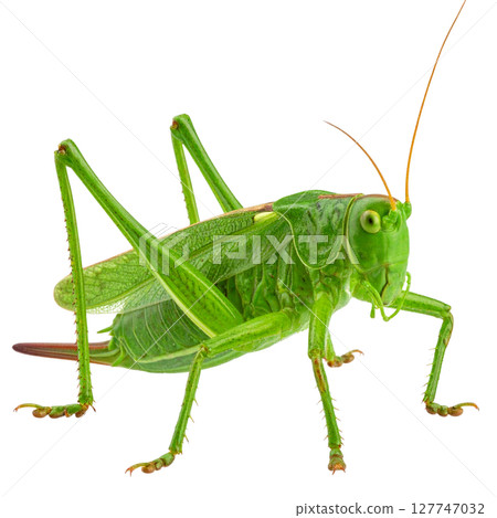 A close-up of a green grasshopper or locust, an insect pest, isolated on a clean white background A close-up of a green grasshopper or locust, an insect pest, isolated on a clean white background 127747032