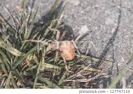 Large yellow cross spider with large rear part in Belarus. Large yellow cross spider with large rear part in Belarus. 127747110